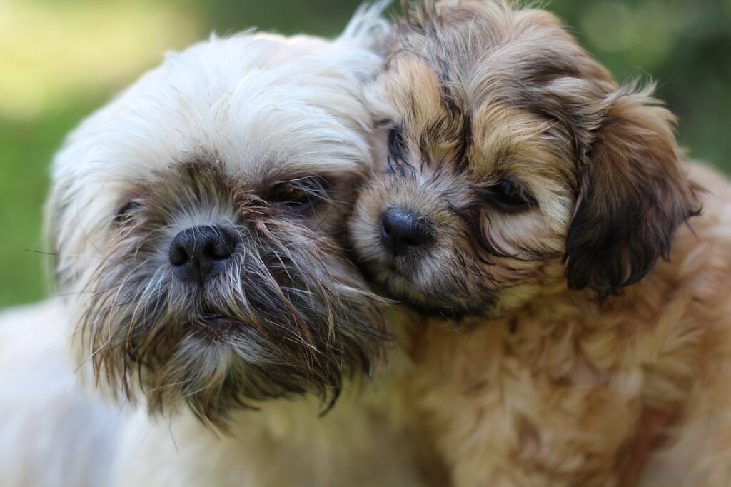 Cães Shih Tzu adulto e filhote deitados juntos
