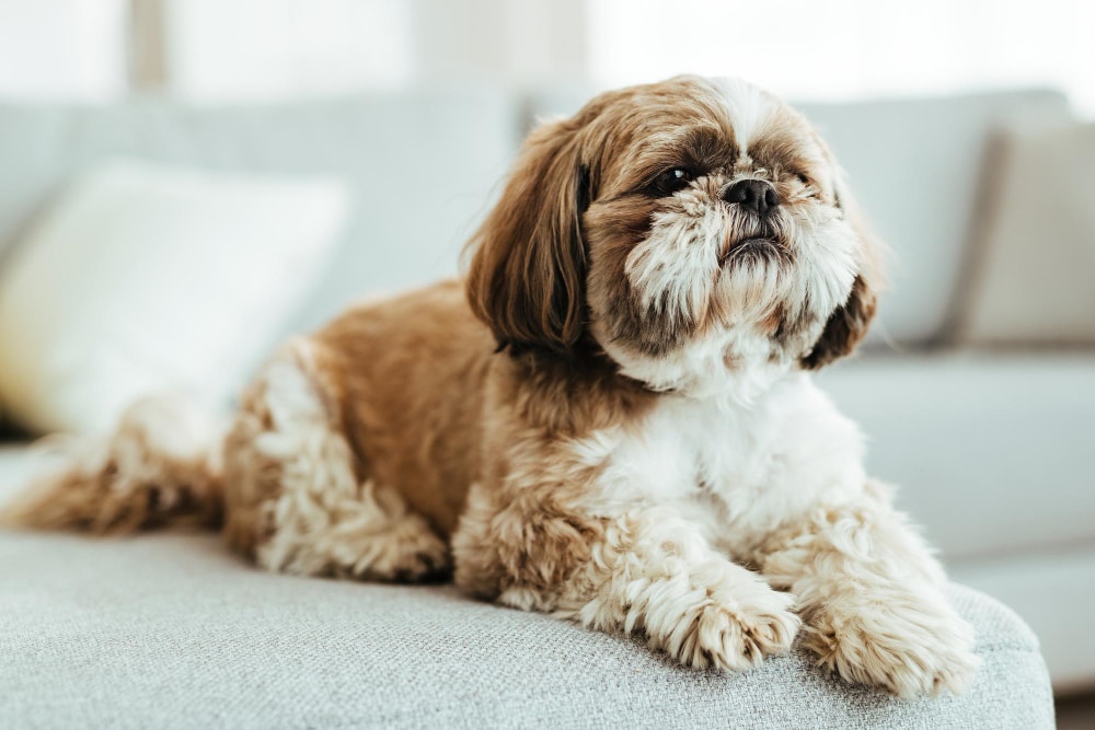 Melhor Ração para Shih Tzu / Shih Tzu relaxando no sofá