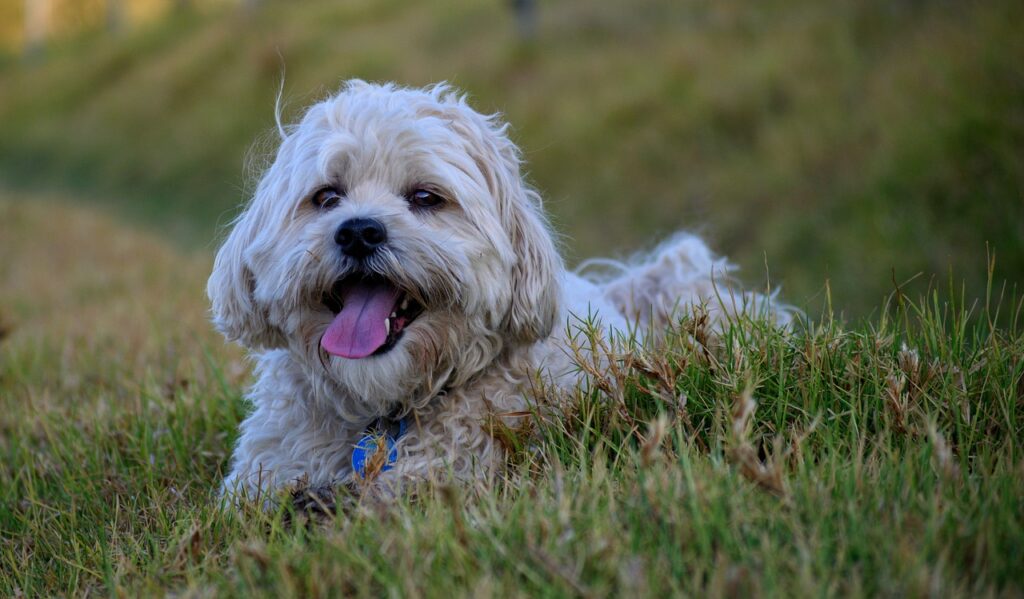 Shih Tzu relaxando no gramado